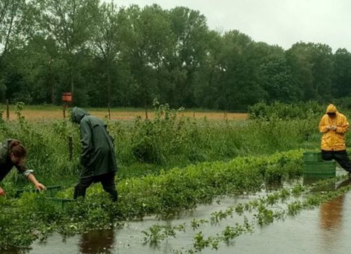 Biokräuterei nach Dauerregen