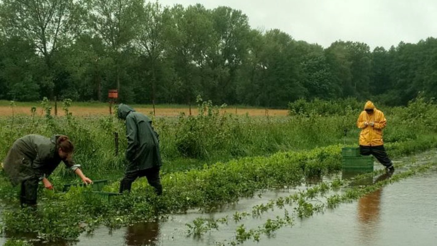 Biokräuterei nach Dauerregen