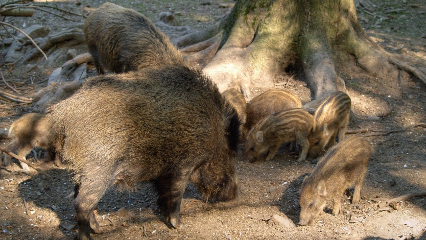 Wildschwein (Sus scrofa)