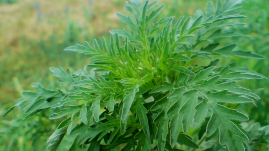 Ambrosia artemisiifolia