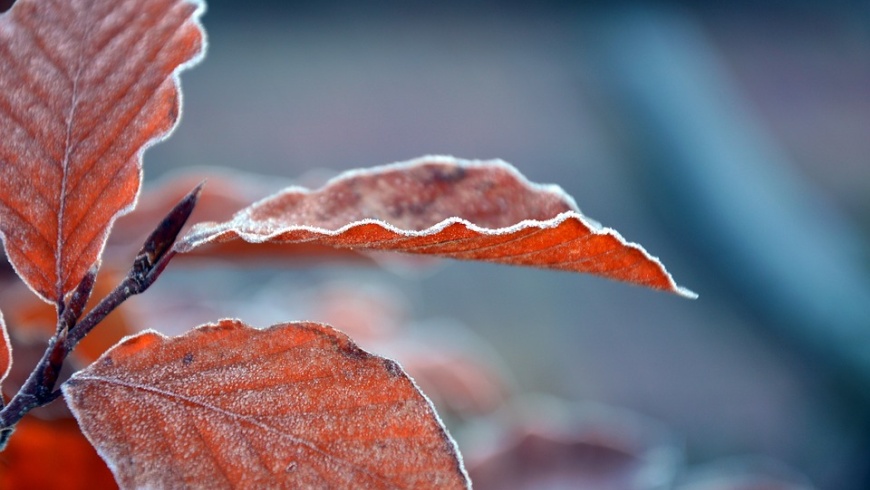 Herbstlaub mit Rauhreif