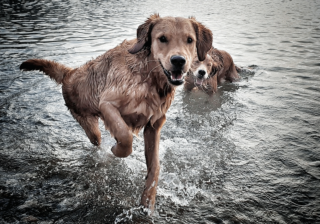 Hunderegister Berlin