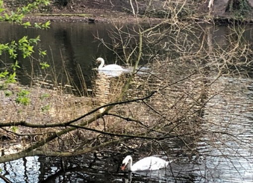 Höckerschwäne auf dem Hubertussee