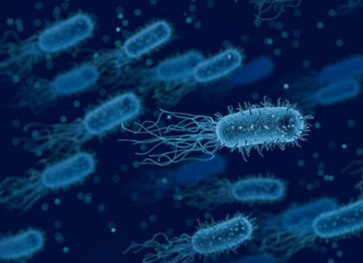 Legionella pneumophila