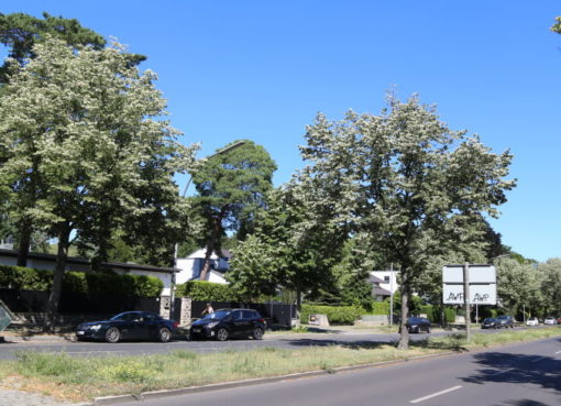 Linden in der Lindenthaler Allee