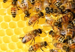 Honigbiene (Apis mellifera)