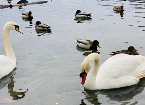 Schwanenpaar in der Krumme Lanke