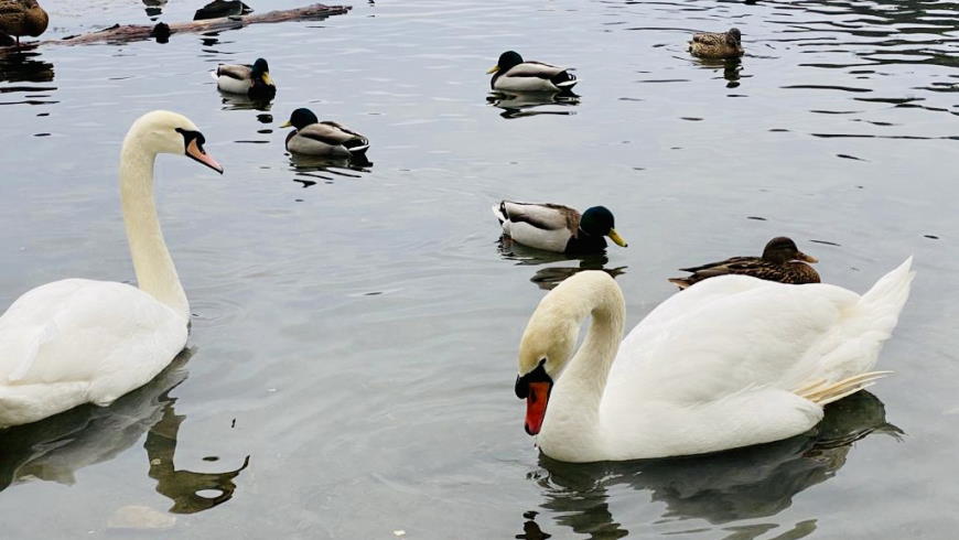 Schwanenpaar in der Krumme Lanke