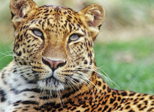 Amurleopard (Panthera pardus orientalis) lebte ehemals im Nordosten Chinas, dem nördlichen Korea und im Südwesten Russlands. Er ist heute vom Aussterben bedroht.