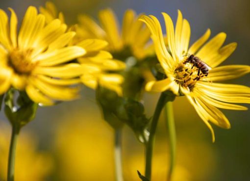 Durchwachsene Silphie (Silphium perfoliatum)