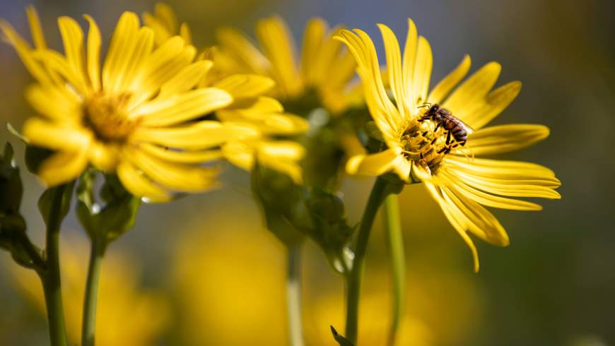 Durchwachsene Silphie (Silphium perfoliatum)