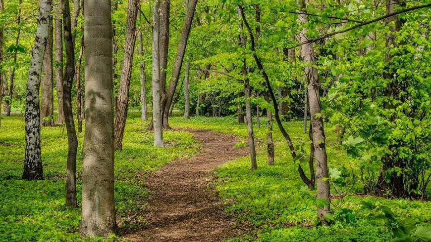 Frisches grün - Frühling im Stadtwald