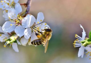 Apfelblüten mit Honigbiene