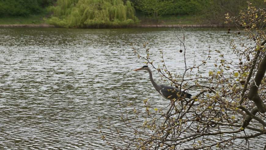 Graureiher (Ardea cinerea)