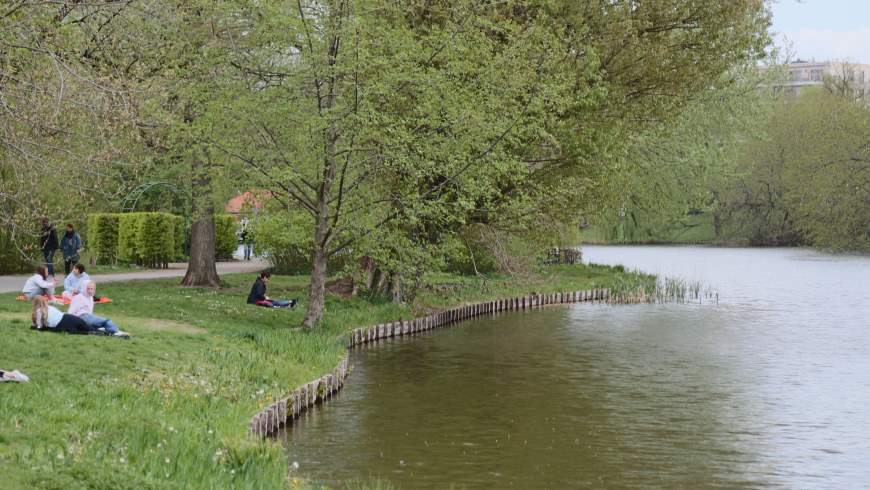 Ufer des Lietzensee mit Uferbefestigung aus Holz und vorgelagerten Schilf- und Wasserpflanzen - Foto: © Michael Springer