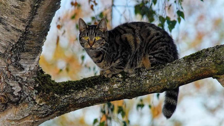 Katze lauert auf einem Baum