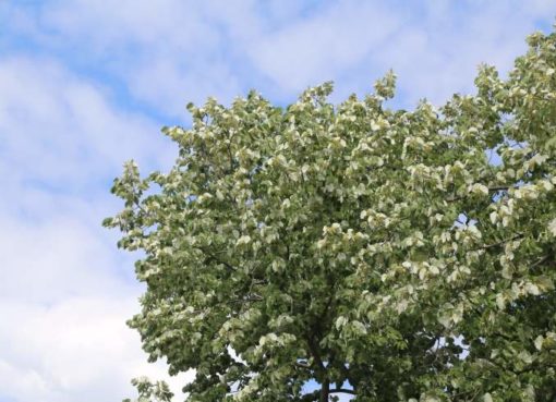 Linde in der Sommerhitze