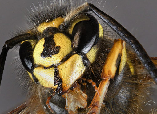 Deutsche Wespe (Vespula germanica)