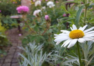 Staudengarten