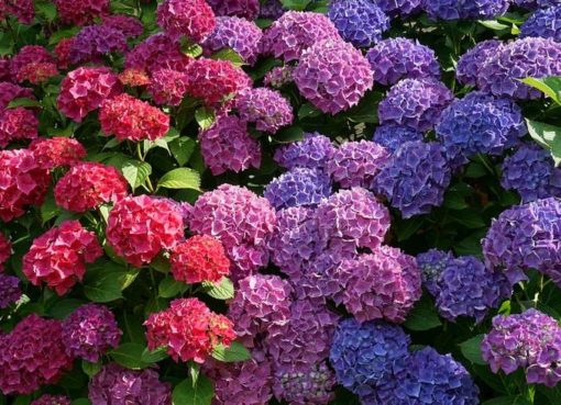 Garten-Hortensie - Hydrangea macrophylla