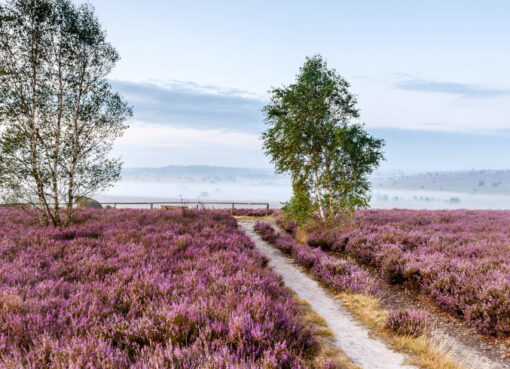 Heideblüte am Aussichtspunkt Suhorn