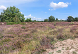 Die Döberitzer Heide blüht