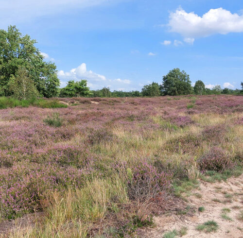 Die Döberitzer Heide blüht