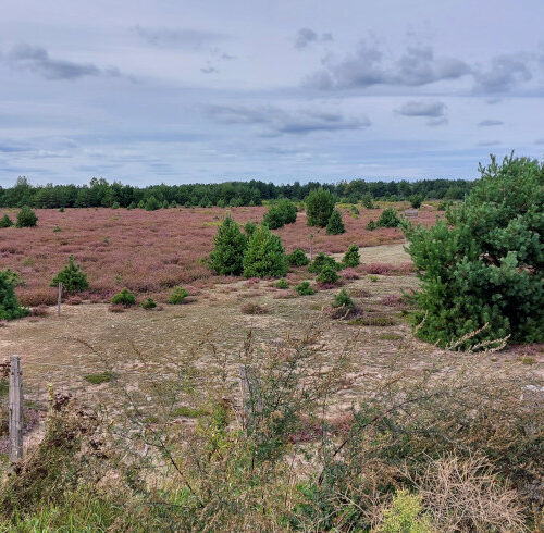 Besenheide (Calluna vulgaris) - spätsommerlicher Heideteppich vor den Toren Berlins