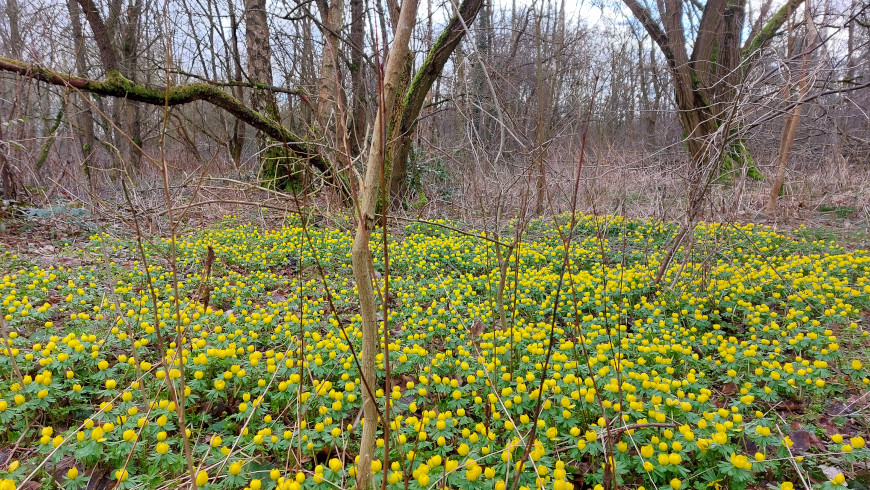 Erste Winterlinge am Stadtrand von Berlin