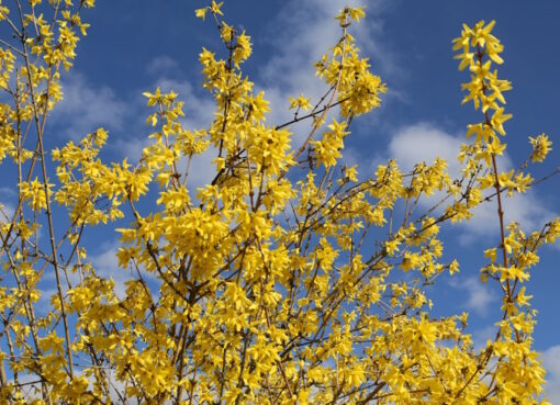 Forsythienblüte