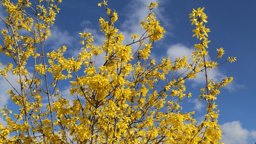 Forsythienblüte