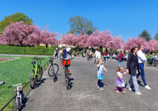 Besucheransturm in der Kirschblüten-Oase Lilienthal-Park