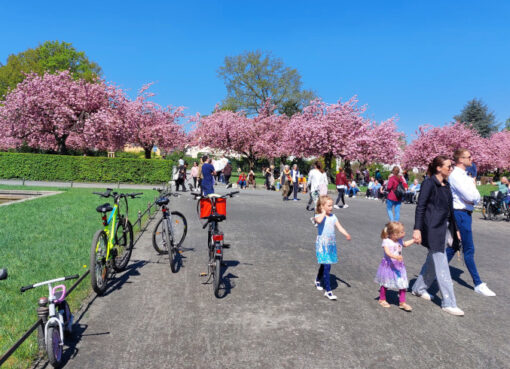 Besucheransturm in der Kirschblüten-Oase Lilienthal-Park