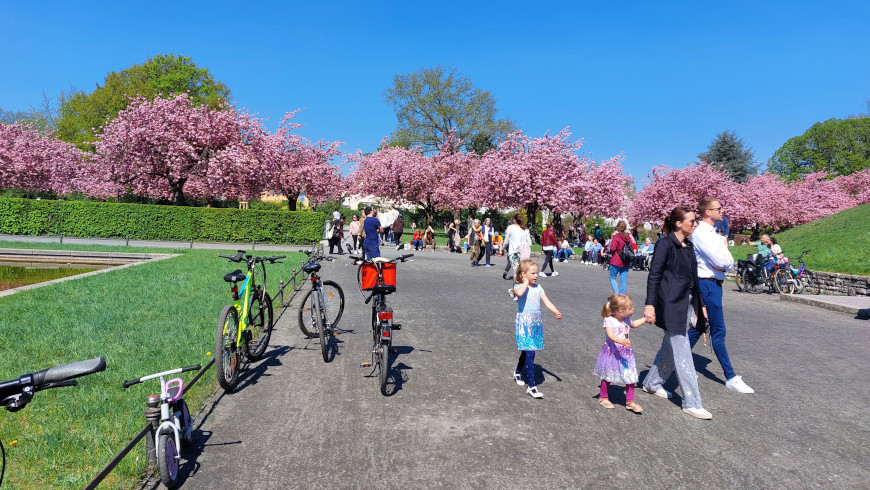 Besucheransturm in der Kirschblüten-Oase Lilienthal-Park