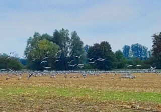 Kranichrastplatz bei Linum