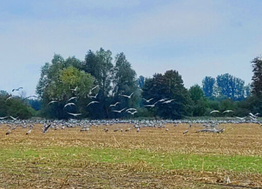 Kranichrastplatz bei Linum