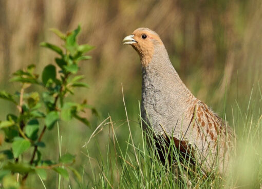 Vogel des Jahres 2026: das Rebhuhn löst den Hausrotschwanz ab Rebhuhn ist Vogel 2026