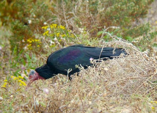 Wilder Waldrapp in Marokko, bei Tamri