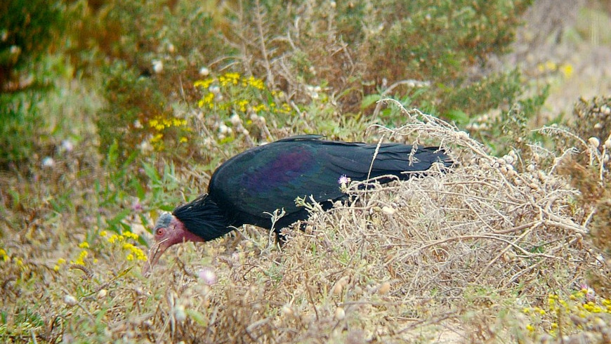 Wilder Waldrapp in Marokko, bei Tamri