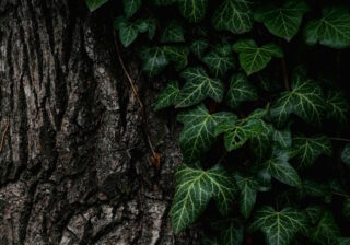 Baum mit Efeupflanze