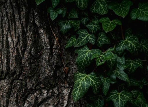 Baum mit Efeupflanze