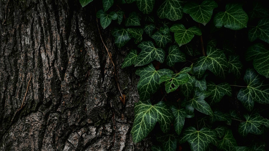 Baum mit Efeupflanze