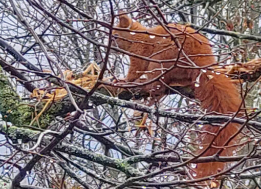 Eichkater nach Winterruhe gesichtet