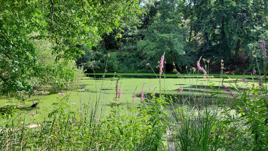 Fennsee mit Wasserlinsen